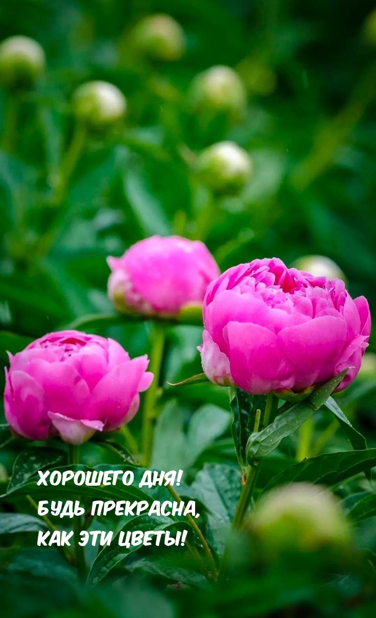 Хорошего дня! Будь прекрасна, как эти цветы!