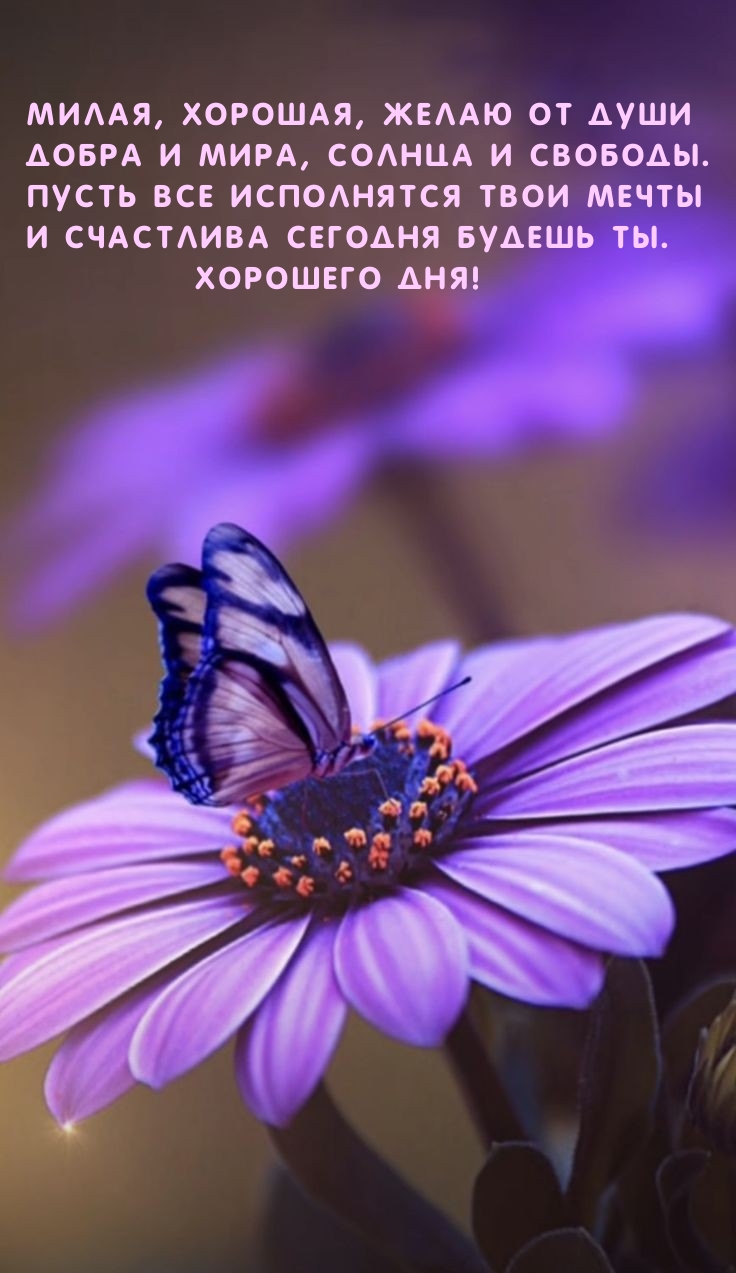 Милая, хорошая, желаю от души добра и мира, солнца и свободы.