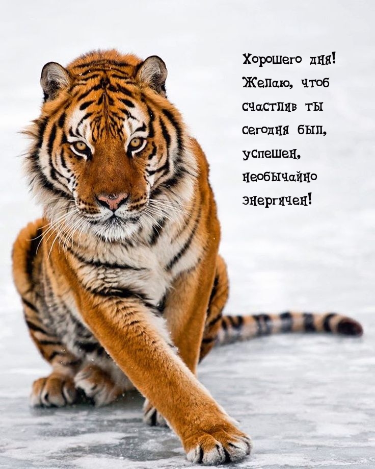Хорошего дня!  Желаю, чтоб счастлив ты сегодня был, успешен