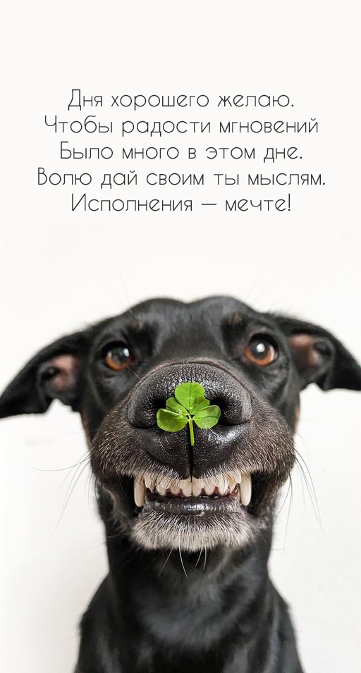 Дня хорошего. Чтобы радости мгновений было много в этом дне.
