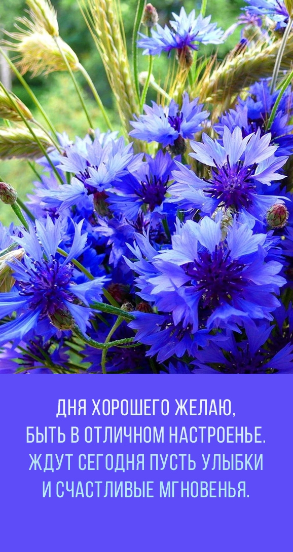 Дня хорошего желаю, быть в отличном настроенье