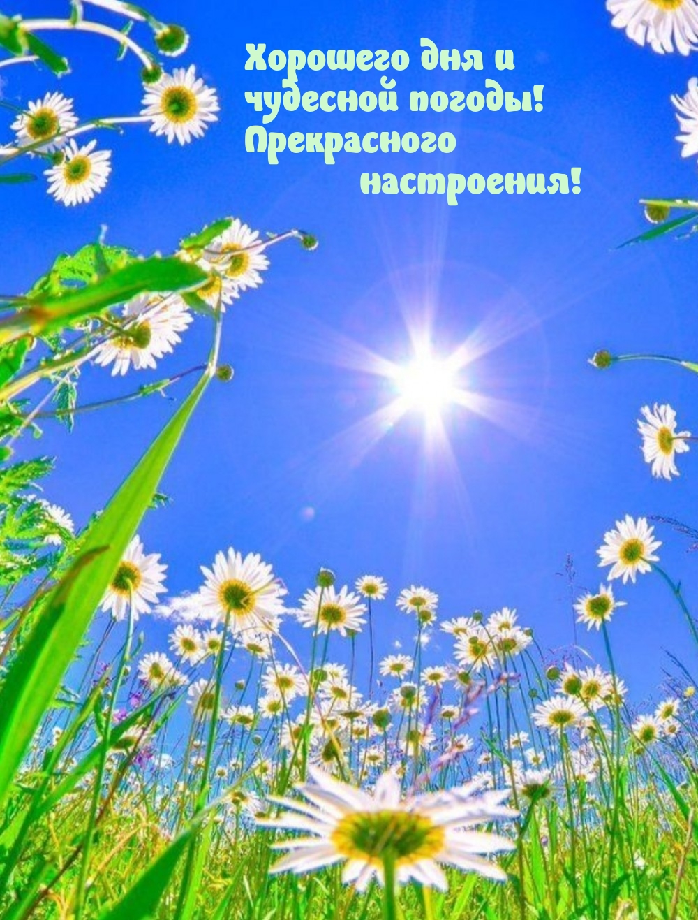 Хорошего дня и чудесной погоды! Прекрасного настроения!