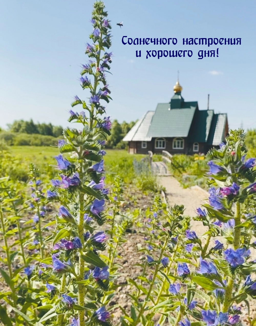 Солнечного настроения и хорошего дня! 