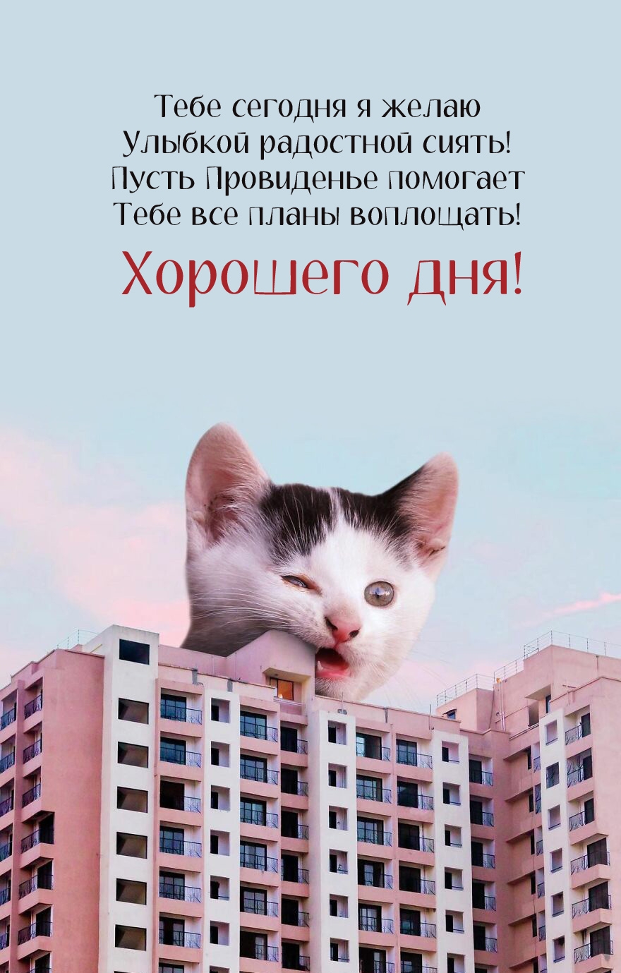 Тебе сегодня я желаю улыбкой радостной сиять! Хорошего дня!
