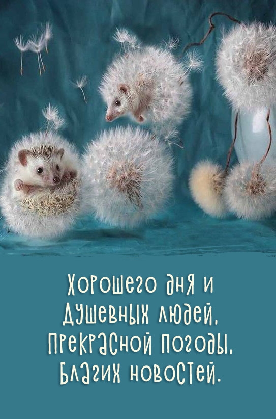 Хорошего дня и душевных людей, прекрасной погоды, благих новостей.