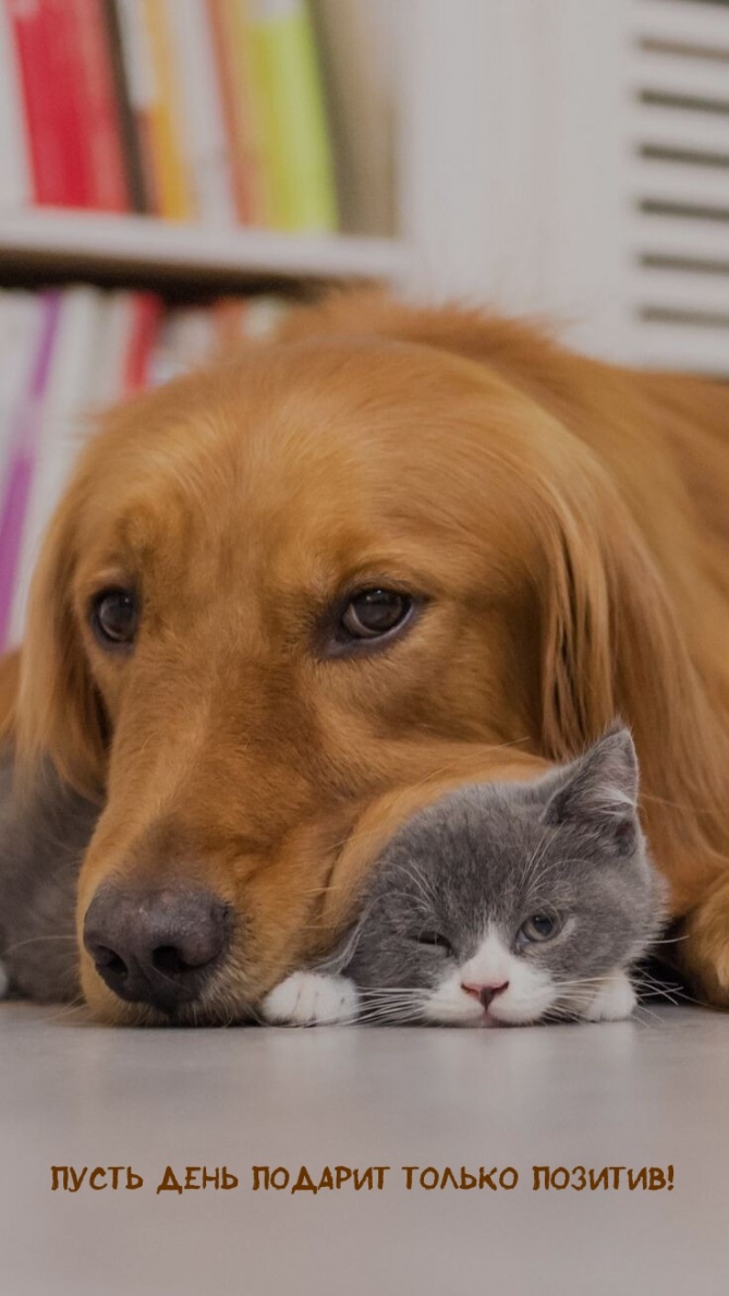 Позитивного дня и настроения