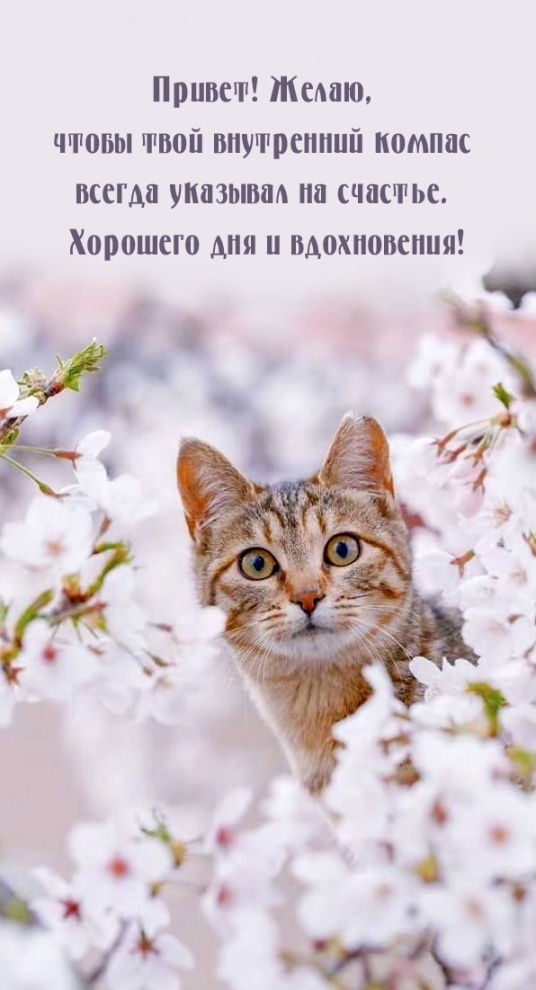 Желаю, чтобы твой внутренний компас всегда указывал на счастье