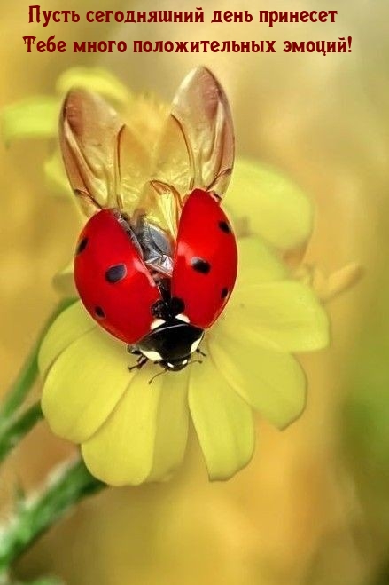 Пусть сегодняшний день принесет много положительных эмоций!