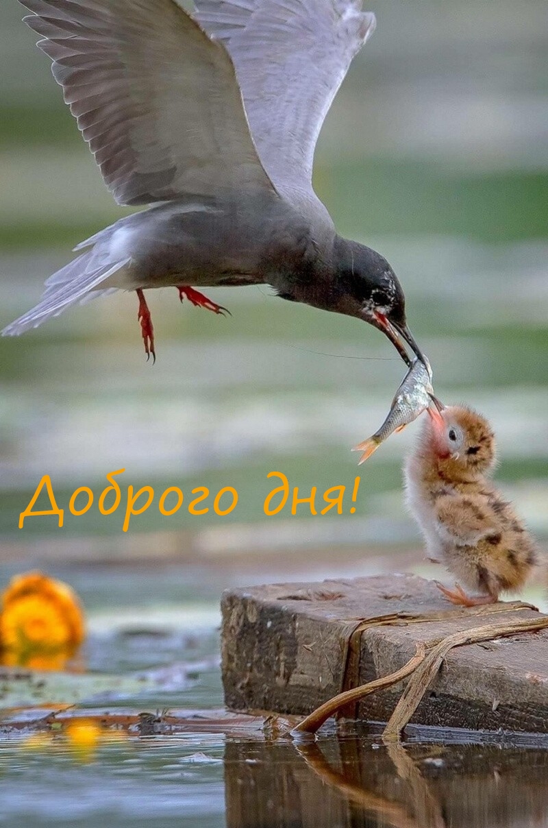 Доброго дня!