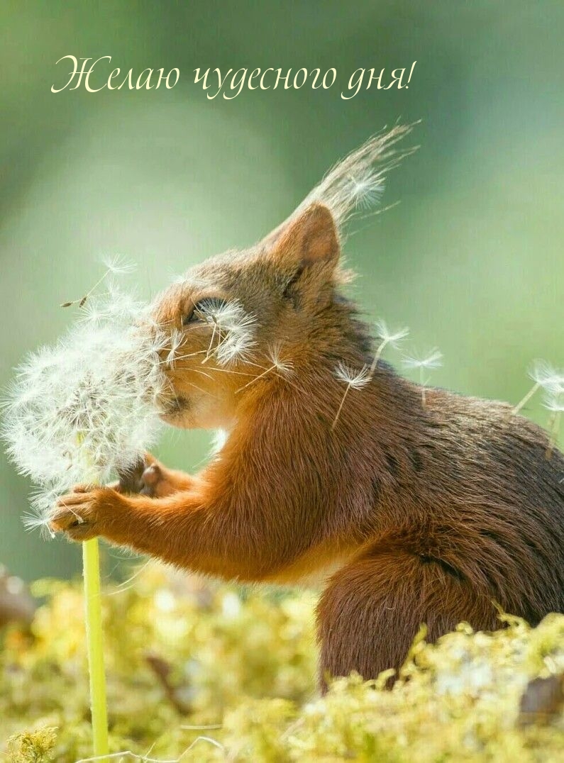 Желаю чудесного дня!