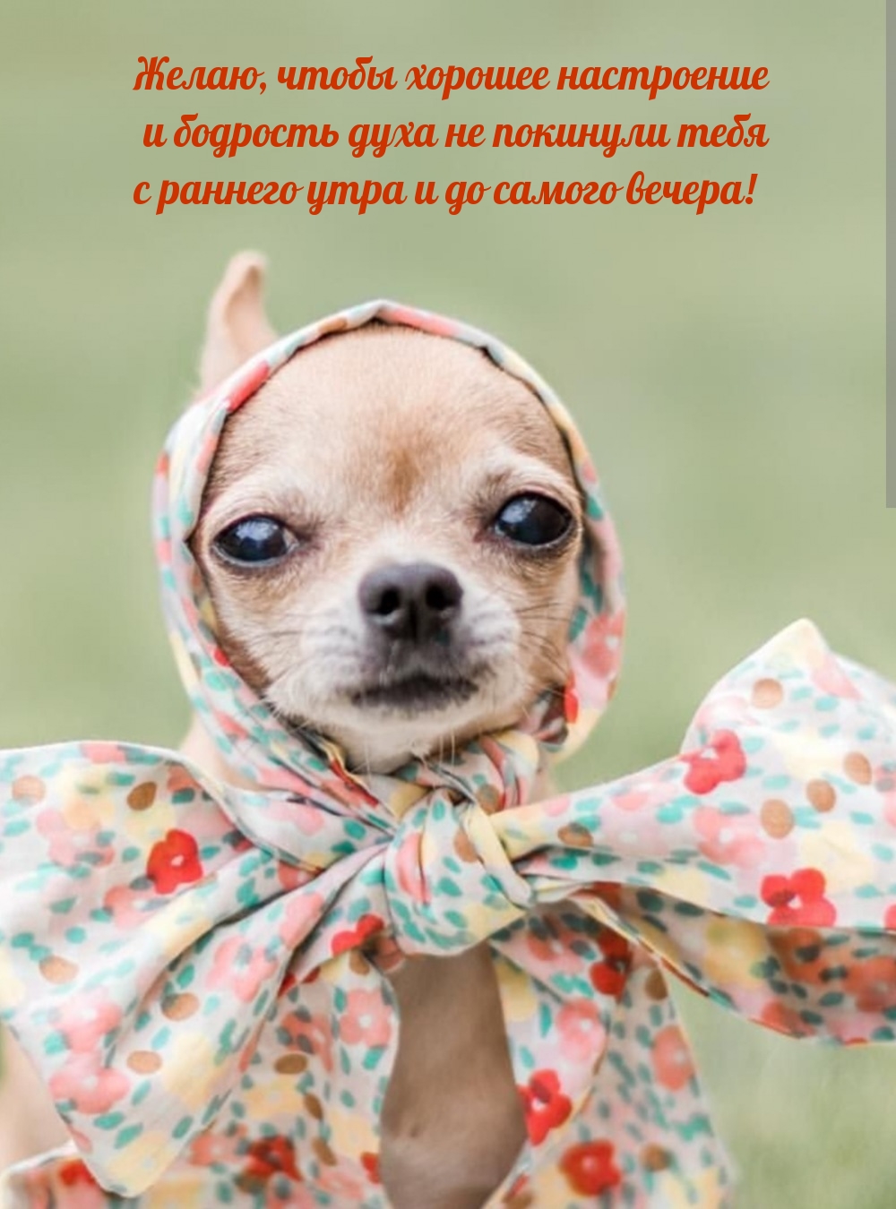 Чтобы хорошее настроение и бодрость духа не покинули тебя 