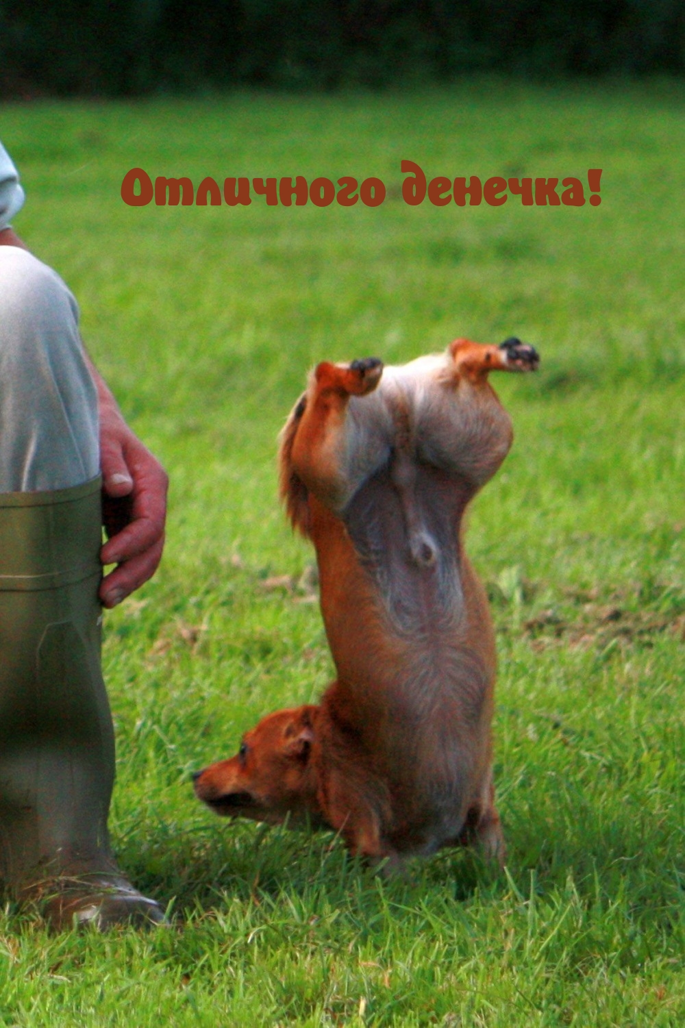 Отличного денечка!