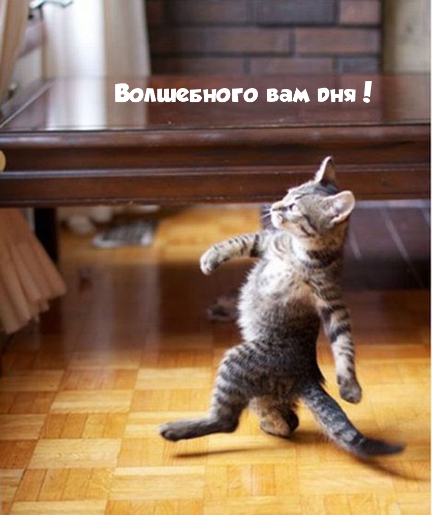 Волшебного вам дня!