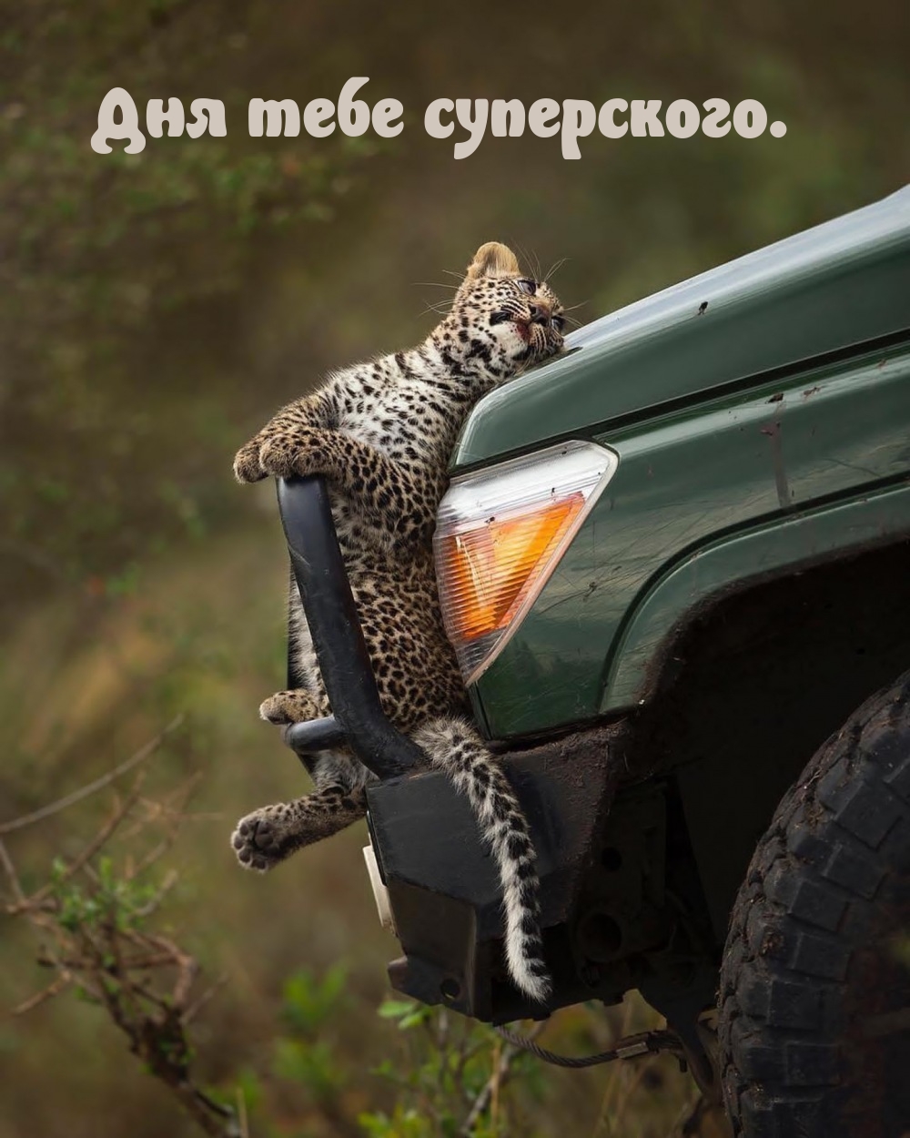 Дня тебе суперского.
