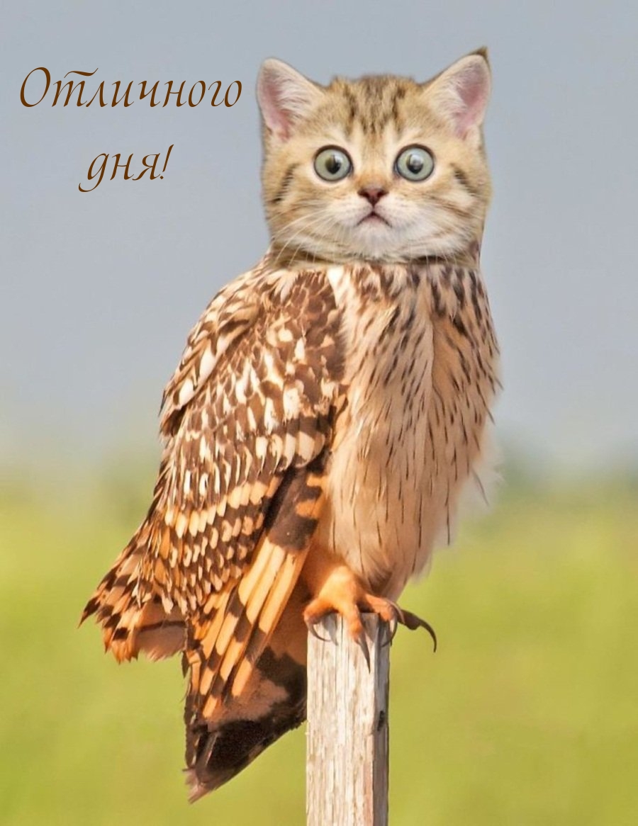 Отличного дня!