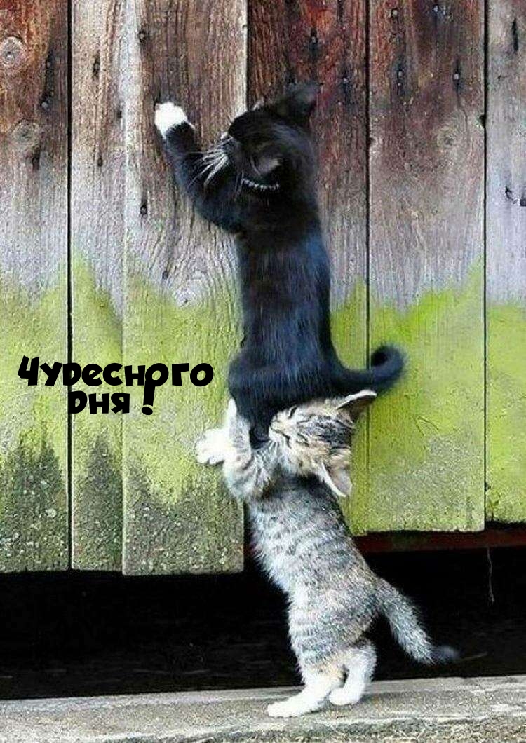 Чудесного дня!