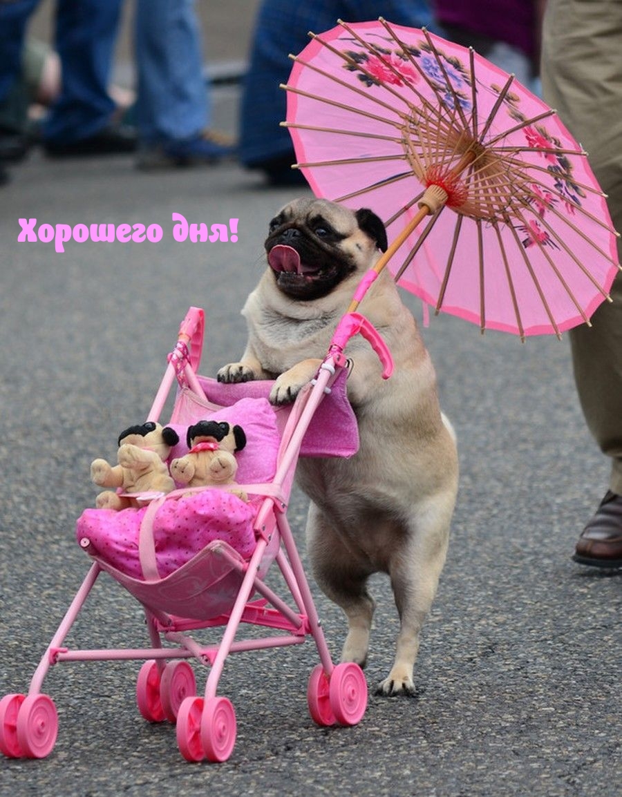 Хорошего дня!