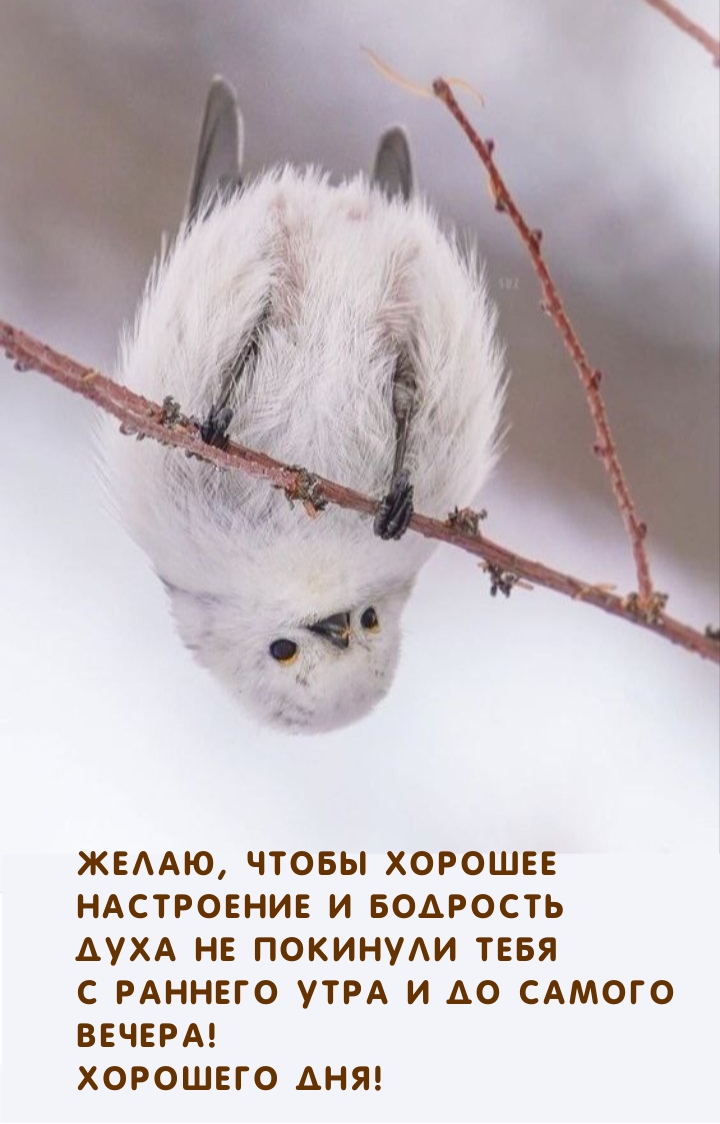 Желаю, чтобы хорошее настроение и бодрость 