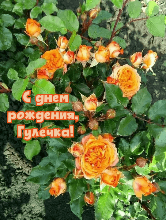 Гуля, в день рожденья твой Желаю, быть любимой жизнью