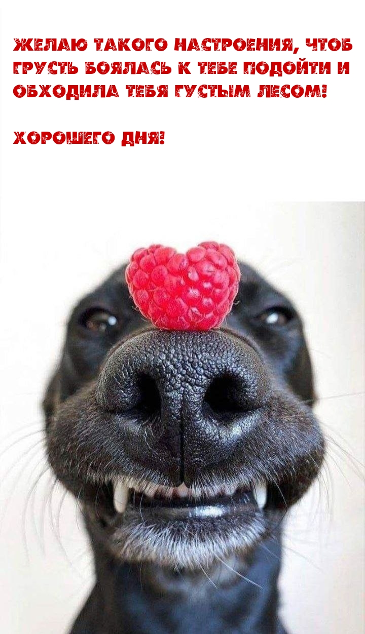 Желаю такого настроения, чтоб грусть боялась к тебе подойти