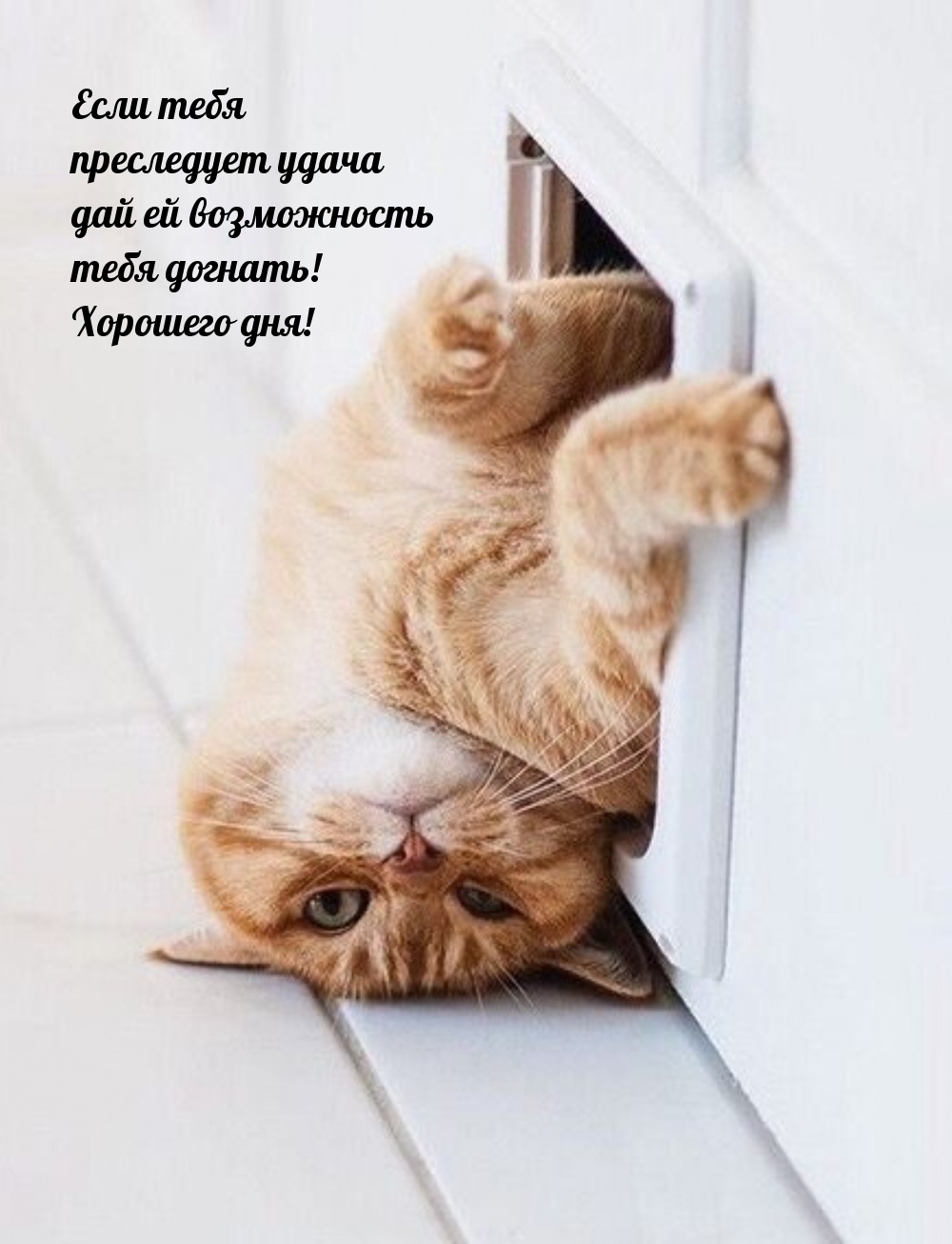 Если тебя преследует удача дай ей возможность догнать! Хорошего дня!