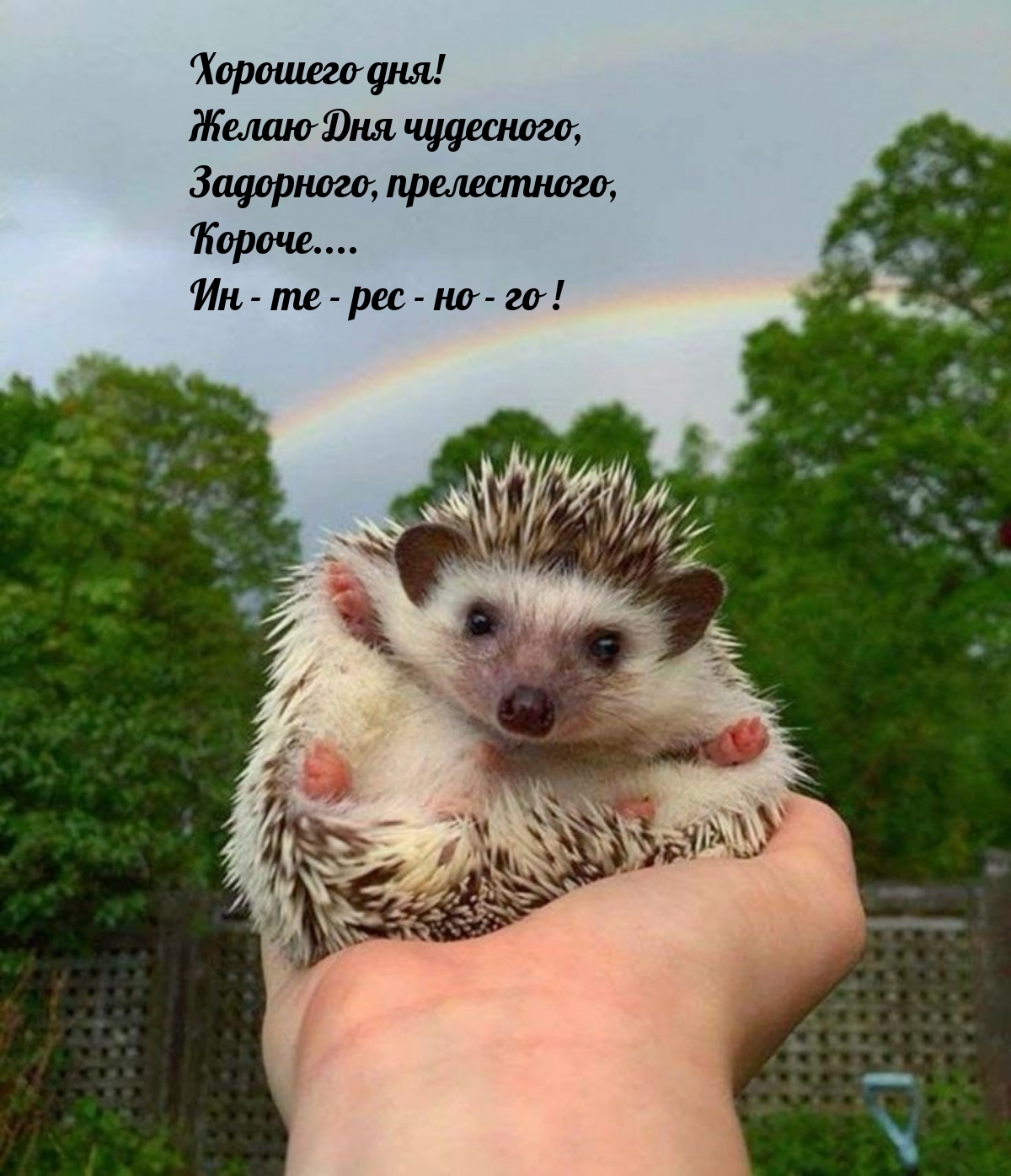 Хорошего дня! Желаю Дня чудесного, задорного, прелестного