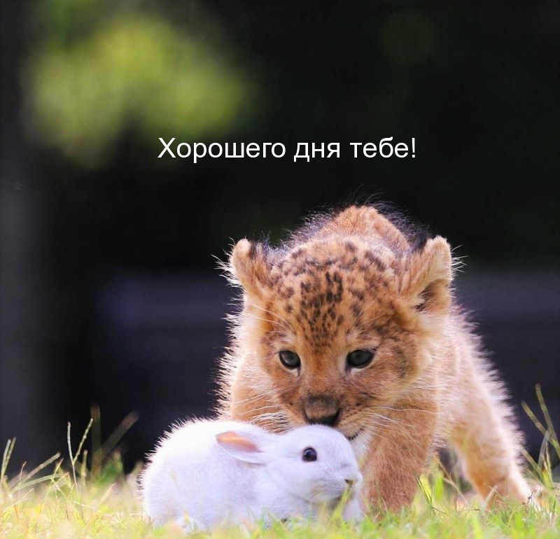 Хорошего дня тебе!