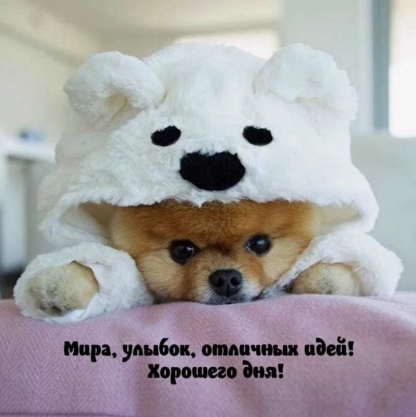 Мира, улыбок, отличных идей! Хорошего дня!