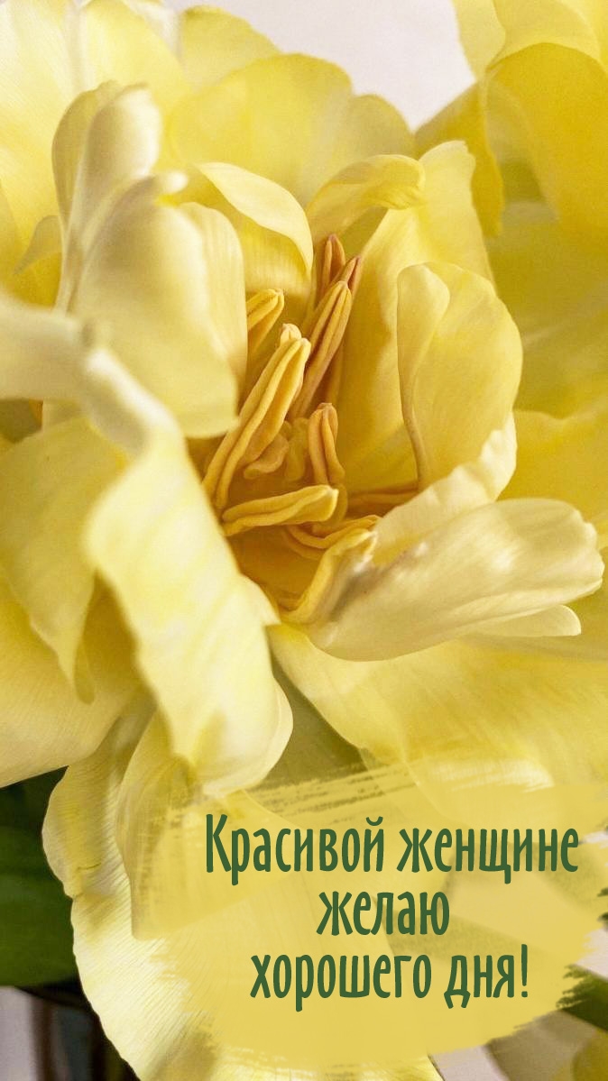 Красивой женщине желаю хорошего дня!