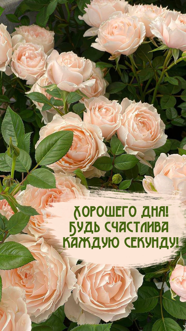 Хорошего дня! Будь счастлива каждую секунду!